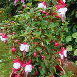 Fuchsia Live Plants - 3 White &amp; Red Starter Plants for Garden &amp; Patio