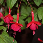 Fuchsia Marinka Plant - 3-4 Inch Potted Flower Plant
