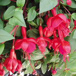Fuchsia Marinka Plant - 3-4 Inch Potted Flower Plant