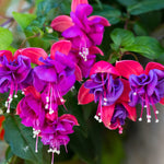 Fuchsia Plant Live - 4-6 Inch Indoor Outdoor Flower Plant