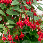 Fuchsia Plant Live - 4-6 Inch Indoor Outdoor Flower Plant