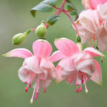 Fuchsia Plant Southgate - Live Plant - 3-4 Inch Tall Blooming