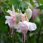 Fuchsia Plant Southgate - Live Plant - 3-4 Inch Tall Blooming