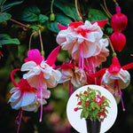 Fuchsia Plants Live - 3 Starter Plants - Red White Flowers - Garden Ready