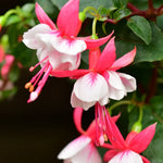 Fuchsia Plants Live - 3 Starter Plants - Red White Flowers - Garden Ready