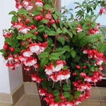 Fuchsia Plants Live - 3 Starter Plants - Red White Flowers - Garden Ready