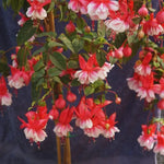 Fuchsia Plants Live - 3 Starter Plants - Red White Flowers - Garden Ready
