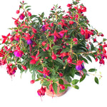 3 Fuchsia Plants Live - Starter Plants, Purple Flowers, Garden Ready