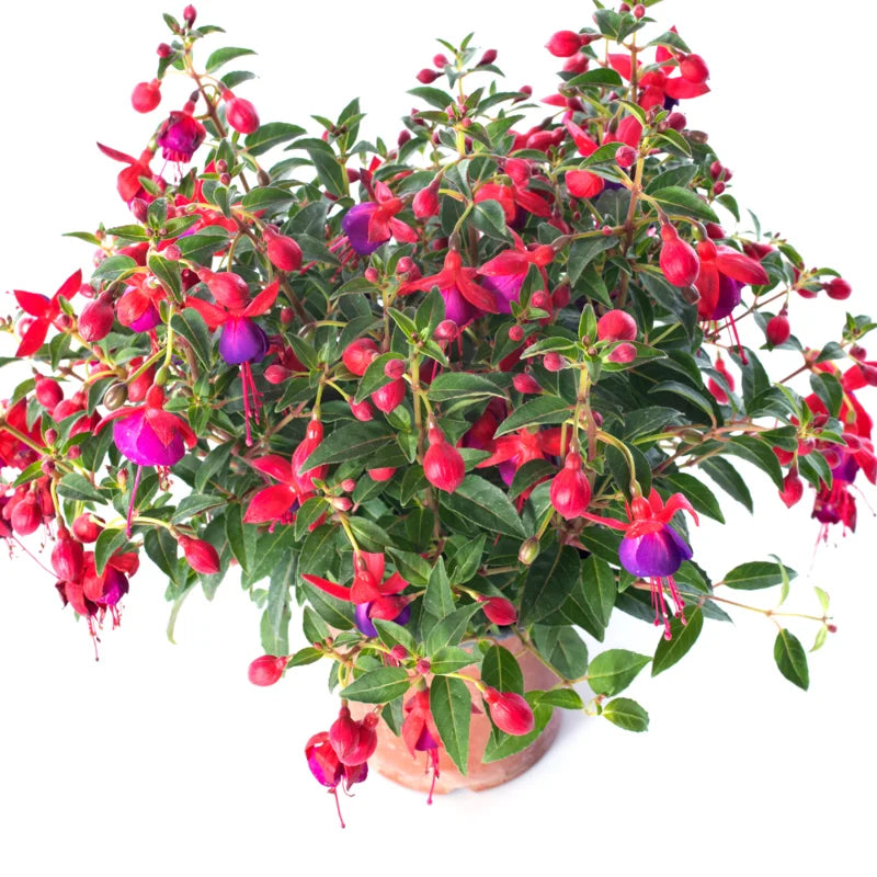 3 Purple Fuchsia Live Plants - Starter Fuchsia Plants - Garden &amp; Patio