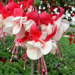 Fuchsia Swingtime Plant - 3-4 Inch Tall Flowering Plant