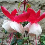 Fuchsia Swingtime Plant - 3-4 Inch Tall Flowering Plant
