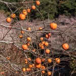 Fuyu Persimmon Tree - 3 Gallon Potted Grafted Tree