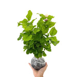 Gardenia Jasmine Plants Live Set - 3 Cape Jasmine Starter Plants 5-7 Inches for Indoor/Outdoor Gardening