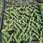 Gasteria glomerata Live Plant - 2 Inch Pot - Ox Tongue - Office &amp; Home Decor