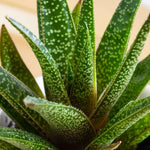 Gasteria glomerata Live Plant - 2 Inch Pot - Ox Tongue - Office &amp; Home Decor