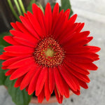 Gerbera Daisies Live Plants - 3 Red Daisy Plants in Pot - Garden Flowers