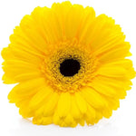 Gerbera Daisies Live Plants - Yellow Daisy Plant 3-6 Inches - Garden Ready
