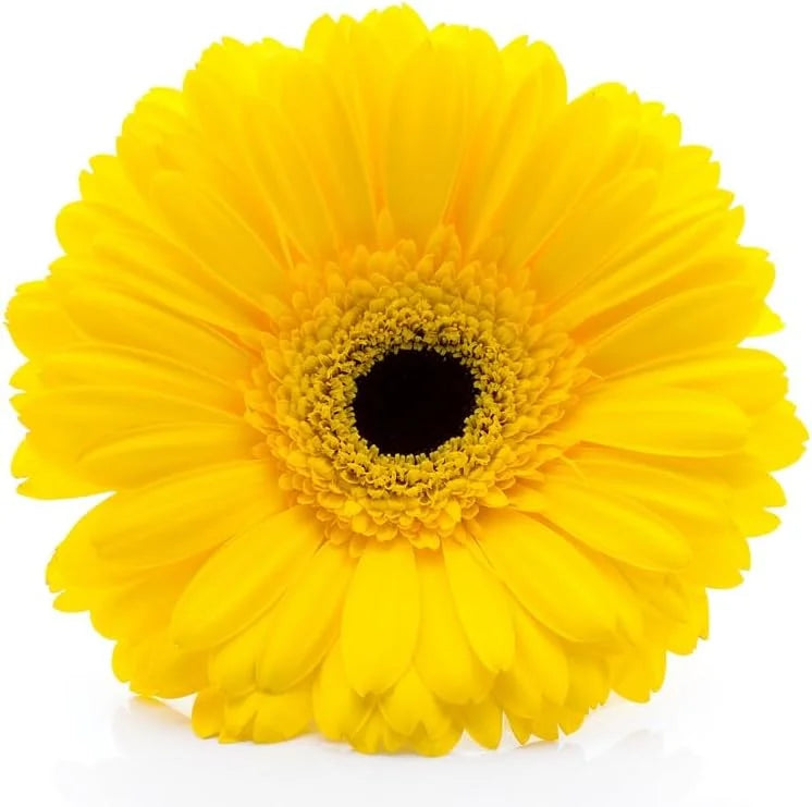 Yellow Gerbera Daisy Plants Live - 3 Pack - 3-5 inch Tall Daisy Plant Pot