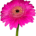 Gerbera Daisy Live Plants - 3 Pack Pink Flower Plants - Garden &amp; Home Decor
