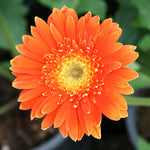 Gerbera Daisy Plants - 2 Live Flowering Plants for Fall Planting