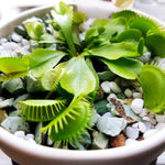 Venus Flytrap Whale Dionaea Muscipula Live Plant - Large Carnivorous Plant