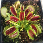 Venus Flytrap Funnel Trap Live Plant - Dionaea Muscipula Cultivar