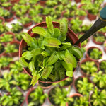 Giant Venus Flytrap Southwest Giant Live Plant Dionaea Muscipula Cultivar