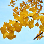Ginkgo Biloba Tree Sapling - Live Plant 6-8 Inches - Landscape Specimen