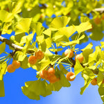 Ginkgo Tree 8 Inch Tall Potted Plant - Ornamental Deciduous Tree