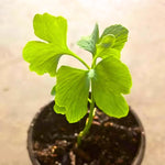 Ginkgo Tree Live Plant 8-12 Inch Tall in 4 Inch Pot Indoor Outdoor Garden