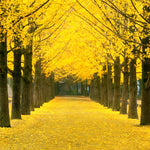 Ginkgo Tree Live Plant - 8 to 12 Inches Tall - Golden Fall Foliage