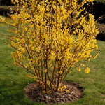 Gold Forsythia Bareroots - 10 Pack Yellow Flowering Shrub 12-18 Inch