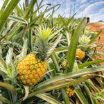 Gold Pineapple Plant Live - Sweet Fruit Tree - 5-8 Inch Ornamental Pineapple