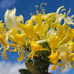 Honeysuckle Plants Live Set of 5 Gold White Vines - 2.5 Inch Pots
