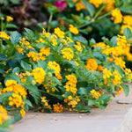 Gold Yellow Lantana Plants - 2 Live Plants - 4 Inch Pots - Butterfly Attracting Flowers
