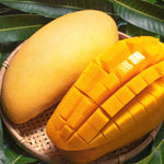 Golden Mango Tree Live Plant - Sweet Mango Tree - 10-16 Inch Half Gallon Pot