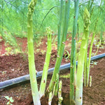 Green Asparagus Plants - 9 Live Bareroot Asparagus Crowns - Vegetable Plants