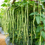 Green Beans Plant - Vegetable Plant - 4-6 Inch Pot - Home Grown