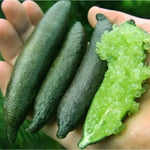 Green Finger Lime Tree Plant - 2 to 3 Ft Height - Live Lime Tree - 1 Gal Pot