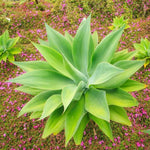 Green Foxtail Agave Live Plant - 4 Inch Pot Succulent - 7-8 Inches Tall