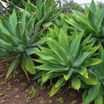Green Foxtail Agave Plant 4" Pot Live Succulent Indoor Outdoor
