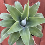 Green Foxtail Agave Plant 4" Pot Live Succulent Indoor Outdoor