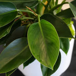 Green Princess Philodendron Plant, 4 Inch Pot