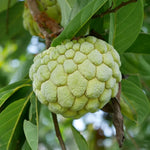 Green Sugar Apple Tree - 3 Gallon Potted Grafted Tree - 2-3 Ft Tall