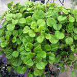 Green Swedish Ivy Plant - Live Potted Seedling - Indoor Houseplant