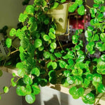 Green Swedish Ivy Plants - 2 Live Starter Plants - Indoor Vine House Plants