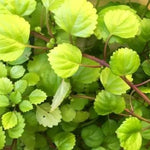 Green Swedish Ivy Plant - Live Potted Seedling - Indoor Houseplant