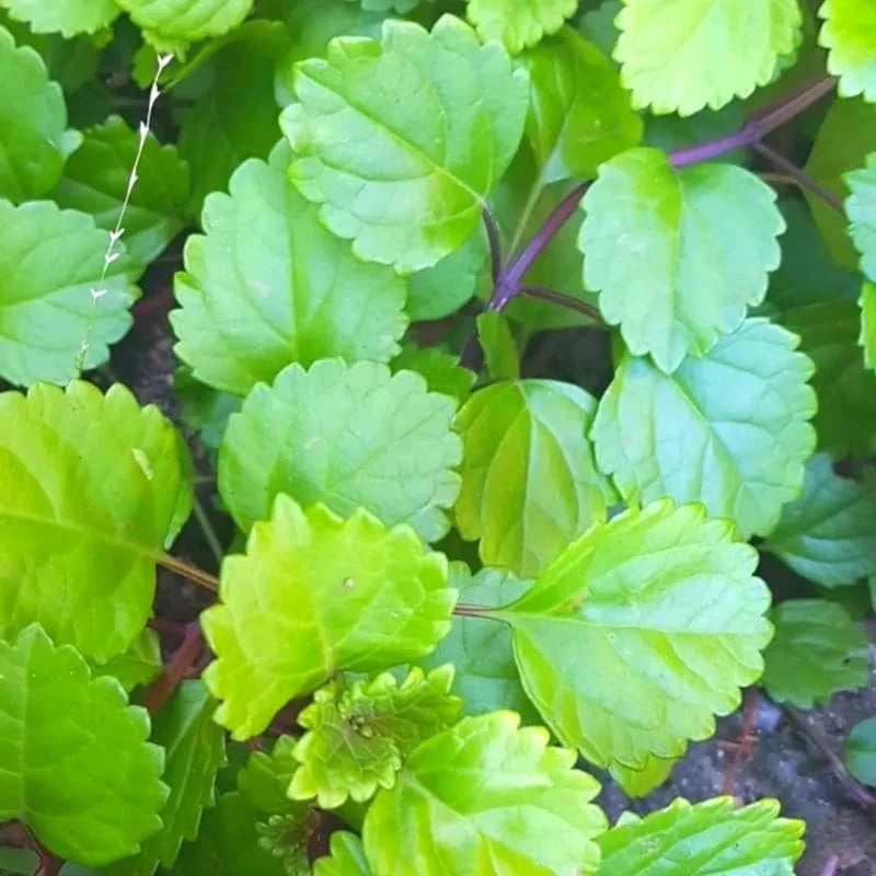 Green Swedish Ivy Plant - Live Potted Seedling - Indoor Houseplant