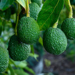 HASS Avocado Tree 2-Pack Live Plant in Pot 8-16 Inch Fruiting