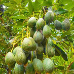 HASS Avocado Tree Plant - Live Potted Tree, 8-16 Inches - No CA